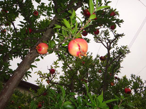 DSC00527.jpg