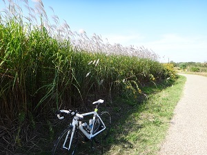 DSC00740.jpg