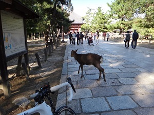 DSC00796.jpg