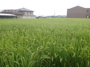 DSC09538.jpg